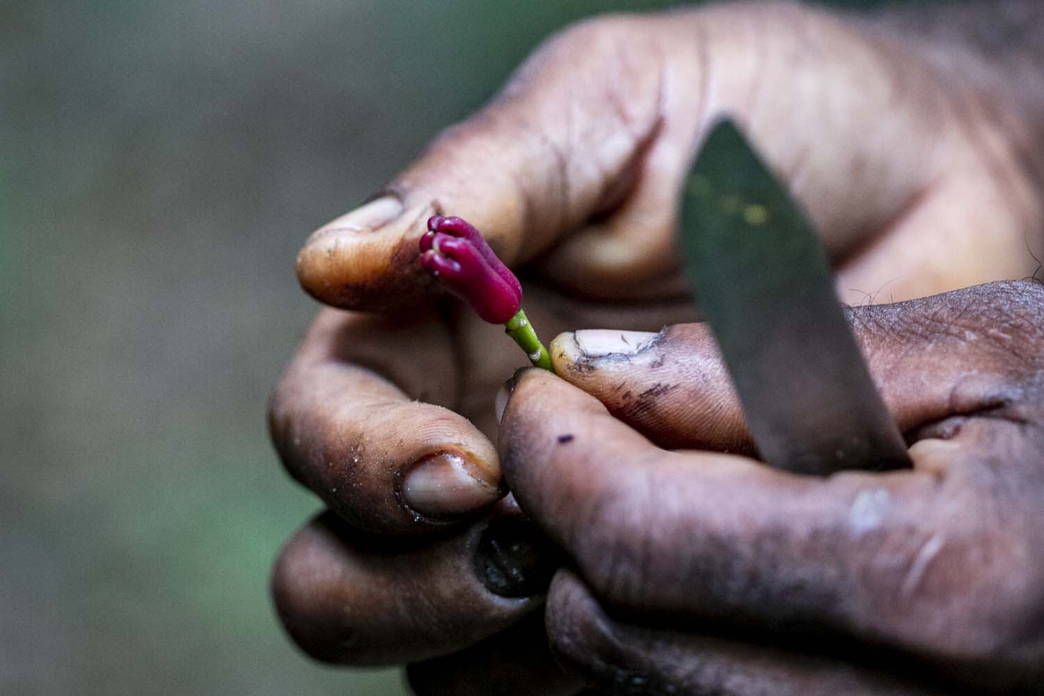 Tanzanie, Zanzibar, Pemba, démarche éthique et responsable, épices de terroir, single origin spices, méthode artisanale, développement durable, vanille biologique, piment biologique, poivre biologique, cannelle biologique, épices paris, épices en vrac, épices sourcées en direct des petits producteurs, épices biologiques, épices bio